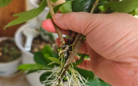 栀子花怎么生根快？掌握这5个核心技巧，小白也能轻松爆盆