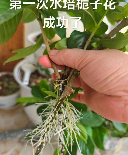 栀子花怎么生根快？掌握这5个核心技巧，小白也能轻松爆盆