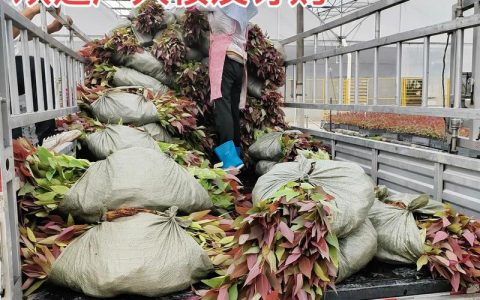 速生桉树多少钱一吨？2025年价格参考区间与五大影响因素