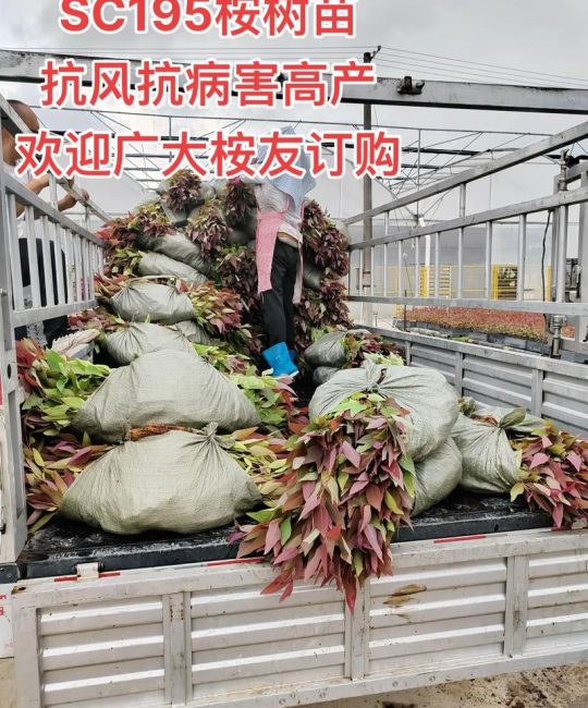 速生桉树多少钱一吨？2025年价格参考区间与五大影响因素