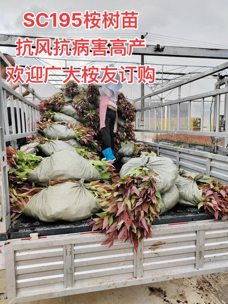 速生桉树多少钱一吨?2025年价格参考区间与五大影响因素 价格快速参考