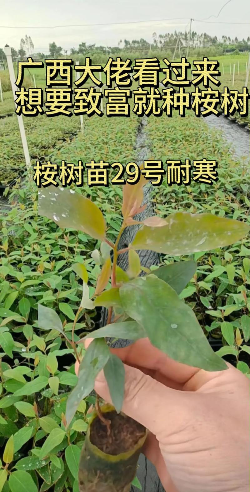 速生桉树多少钱一吨?2025年价格参考区间与五大影响因素 产地因素:广西、广东、云南区域价差明显