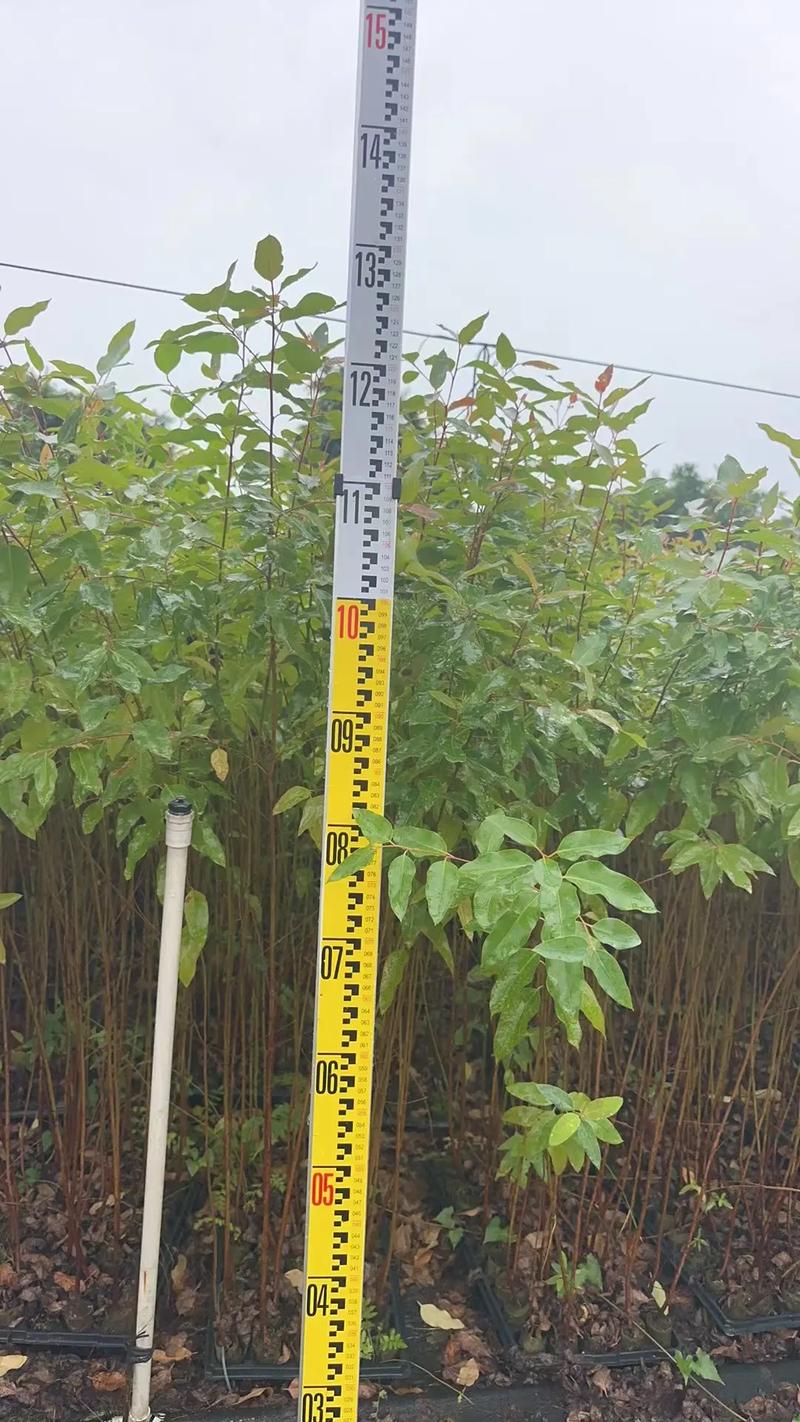 速生桉树多少钱一吨?2025年价格参考区间与五大影响因素 季节因素:雨季采伐成本推高价格