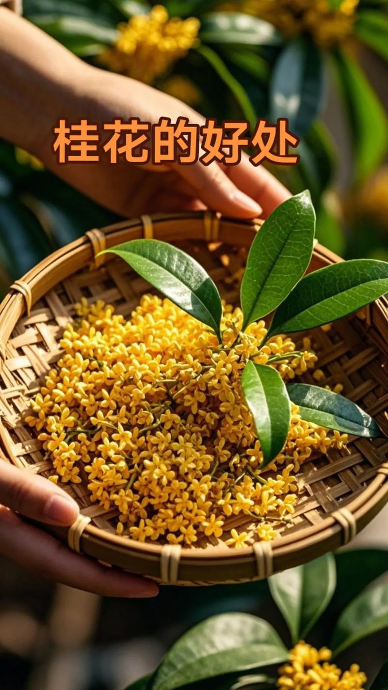 桂花的味道香吗?——探寻桂花香气的秘密 品种不同,香气各异