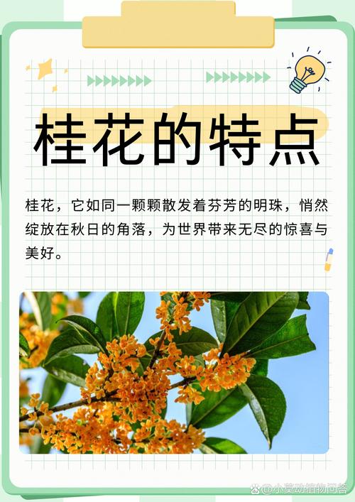 桂花的味道香吗?——探寻桂花香气的秘密 香气从何而来
