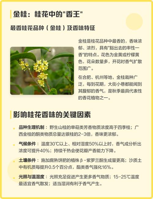 桂花的味道香吗?——探寻桂花香气的秘密 养护要点:如何花开更香