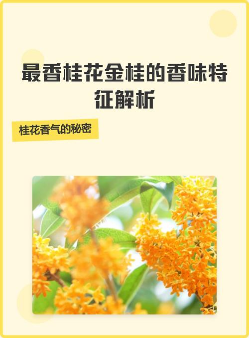 桂花的味道香吗?——探寻桂花香气的秘密 结语
