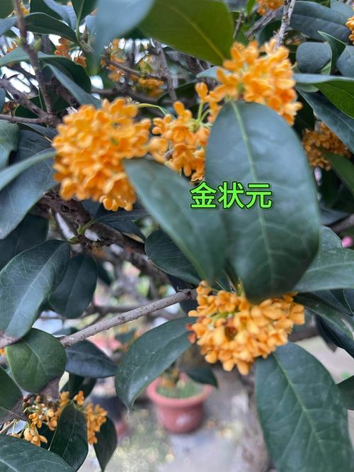 桂花的味道香吗?——探寻桂花香气的秘密 文化中的桂花香