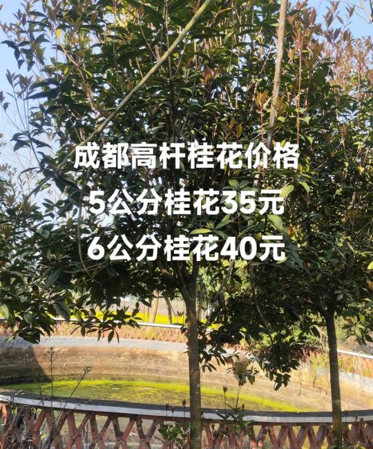 25公分桂花树价格多少钱一颗？规格与行情全解析