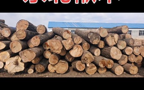 楸树木材价格是多少？规格、产地、采购量影响报价