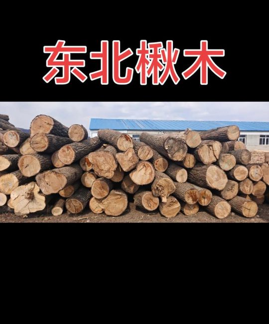 楸树木材价格是多少？规格、产地、采购量影响报价