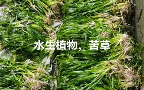 什么是苦草水？沉水植物苦草的水质净化与池塘种植全指南