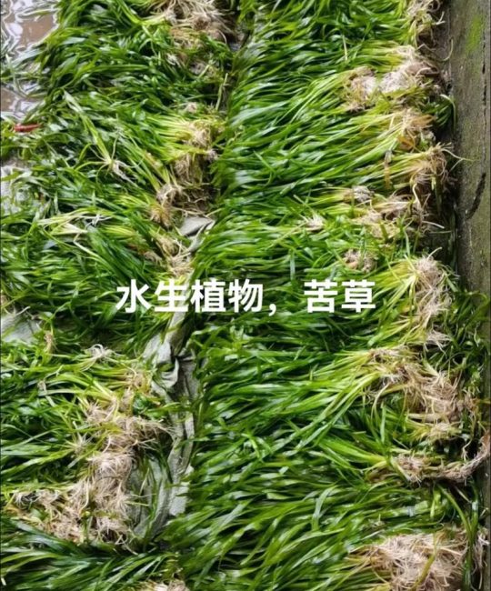 什么是苦草水？沉水植物苦草的水质净化与池塘种植全指南