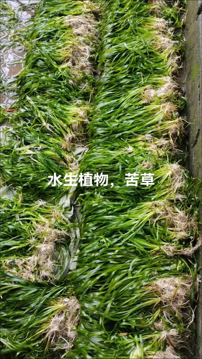 什么是苦草水?沉水植物苦草的水质净化与池塘种植全指南 什么是苦草水?沉水植物苦草的水质净化与池塘种植全指南