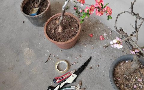 梅花嫁接用什么砧木最好？三种主流砧木对比与品种选配方案