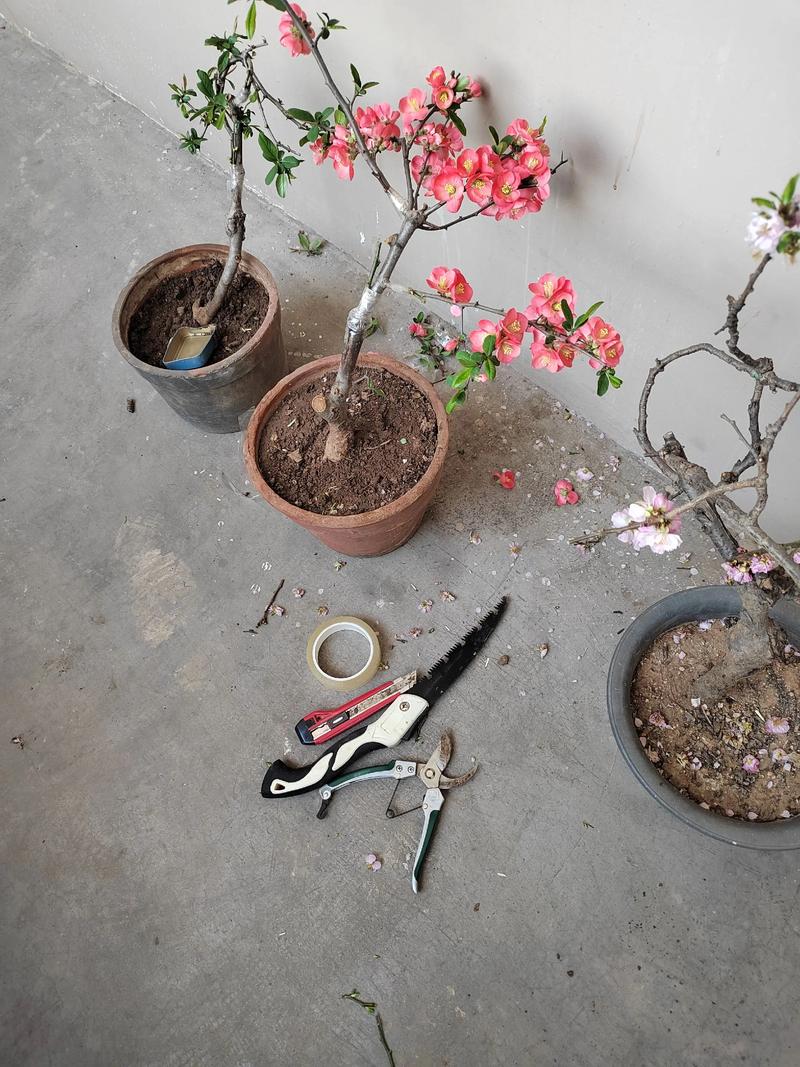 梅花嫁接用什么砧木最好?三种主流砧木对比与品种选配方案 梅花嫁接用什么砧木最好?三种主流砧木对比与品种选配方案