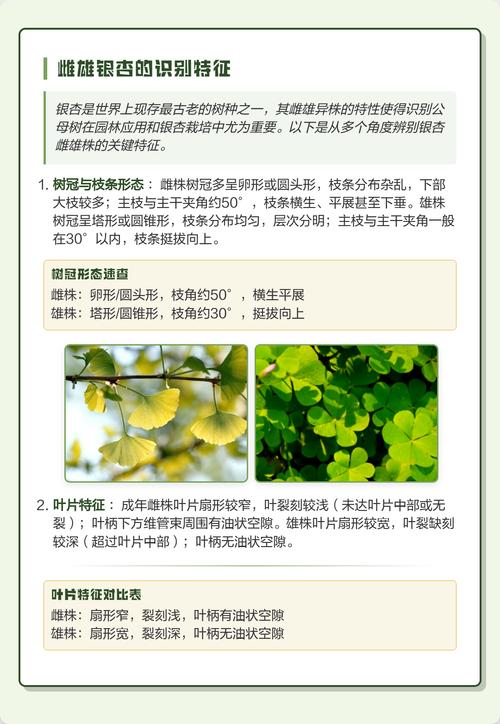 银杏树雌雄异株,公母辨别与结果型种植全攻略 公母树可通过枝条角度与叶形准确辨别,授粉树按10:1配置