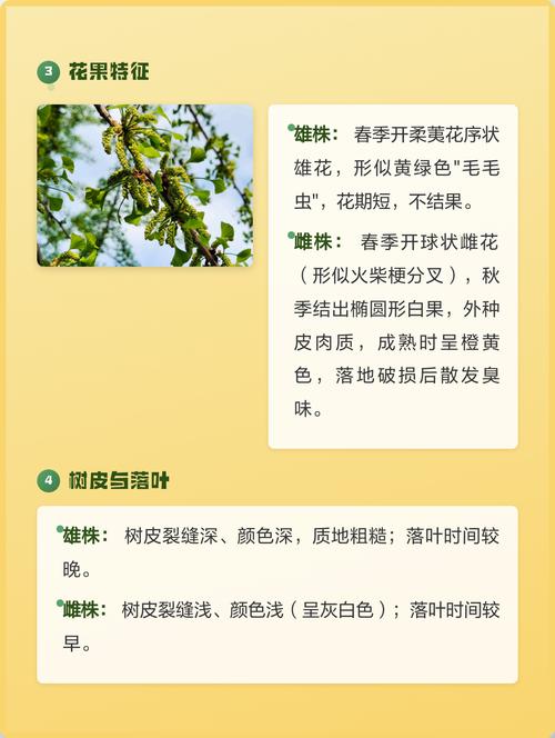 银杏树雌雄异株,公母辨别与结果型种植全攻略 促果修剪在休眠期进行,施肥以有机肥与磷钾为主