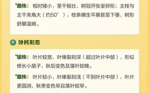 银杏树雌雄异株，公母辨别与结果型种植全攻略