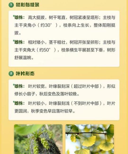 银杏树雌雄异株，公母辨别与结果型种植全攻略