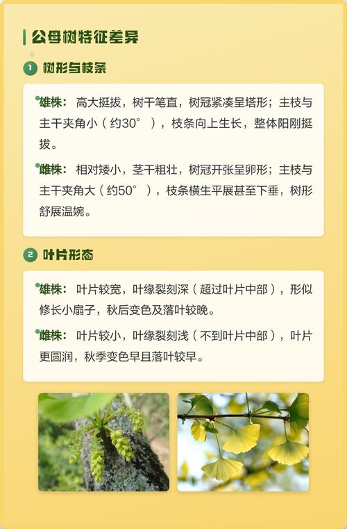 银杏树雌雄异株,公母辨别与结果型种植全攻略 银杏品种需匹配适种气候,泰兴大佛指与梅核最具代表性