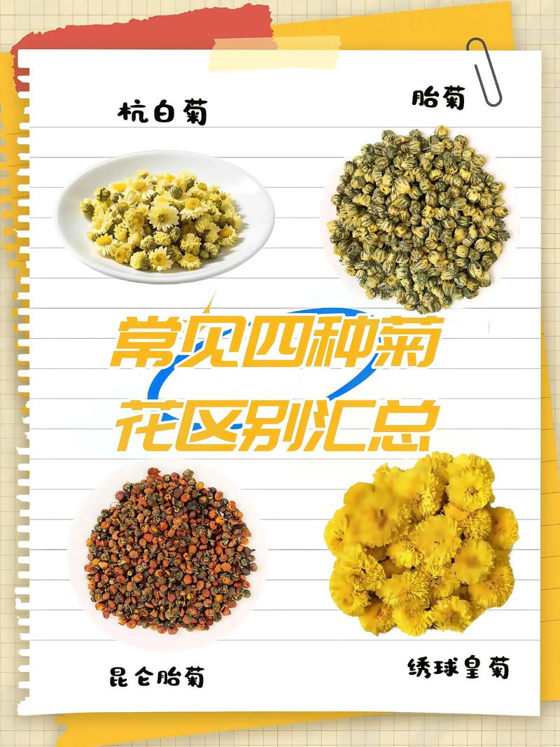 甘菊花是野菊花吗?一文辨清两者区别与家庭养护指南 修剪促花指导:甘菊花(分季节)