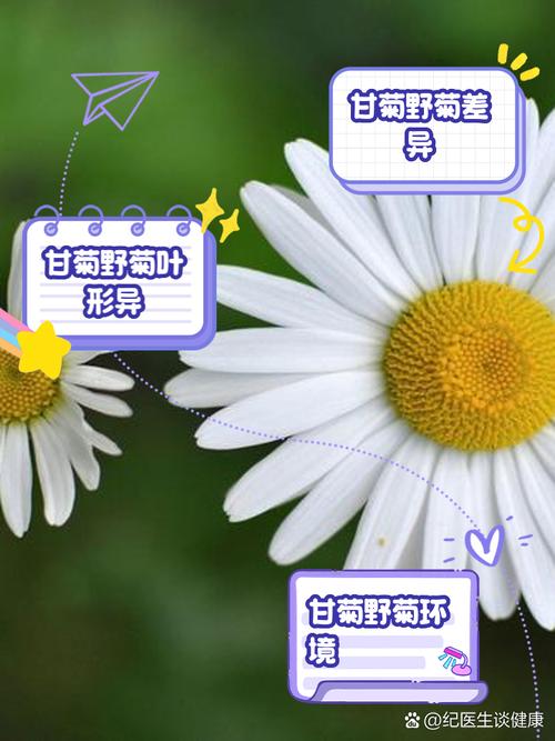 甘菊花是野菊花吗?一文辨清两者区别与家庭养护指南 常见误区与纠正