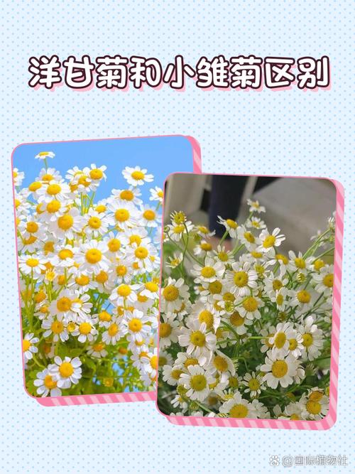 甘菊花是野菊花吗?一文辨清两者区别与家庭养护指南 常见问题FAQ