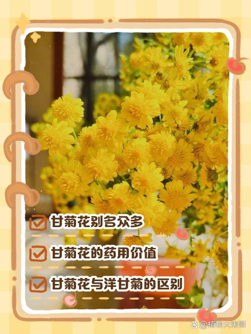 甘菊花是野菊花吗?一文辨清两者区别与家庭养护指南 总结:甘菊花养护核心可执行动作3条