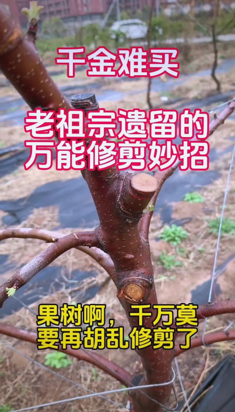 为什么要修剪树枝——家庭园艺修剪养护全指南 一、浇水:干湿交替,是多数盆栽植物最安全的浇水方式