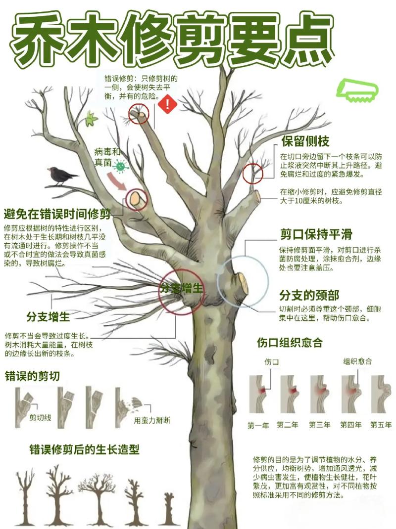 为什么要修剪树枝——家庭园艺修剪养护全指南 二、施肥:薄肥勤施,是长期养护最稳妥的养分供给方式