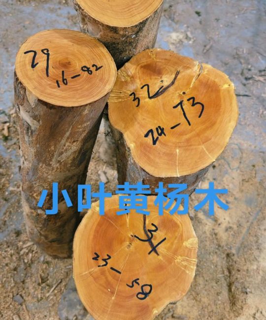 小叶黄杨枝干开裂的真相：栽培管理与长期养护指南