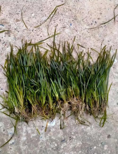 苦草属于沉水植物吗?—沉水植物苦草的种植与养护全指南 FAQ