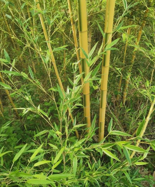 毛竹长什么样图片：详解毛竹的形态特征与识别要点