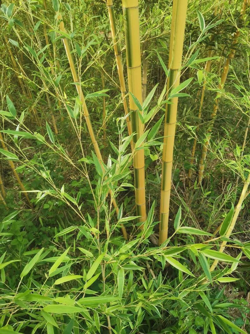毛竹长什么样图片:详解毛竹的形态特征与识别要点 毛竹长什么样图片:详解毛竹的形态特征与识别要点