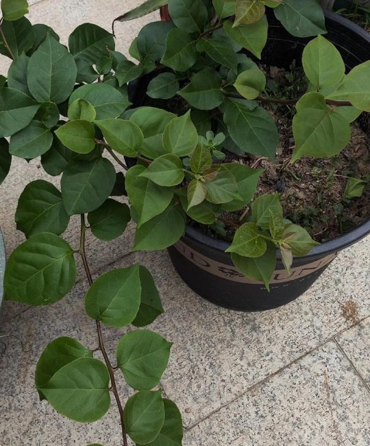 三角梅只长枝条不开花怎么办