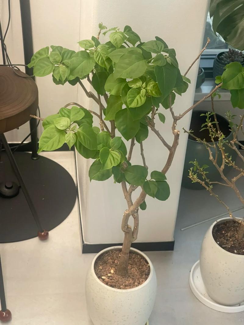 三角梅只长枝条不开花怎么办 促花养护操作细节
