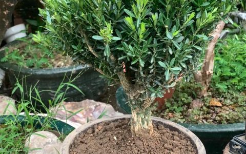 黄杨树种植数量与风水布局的科学方案