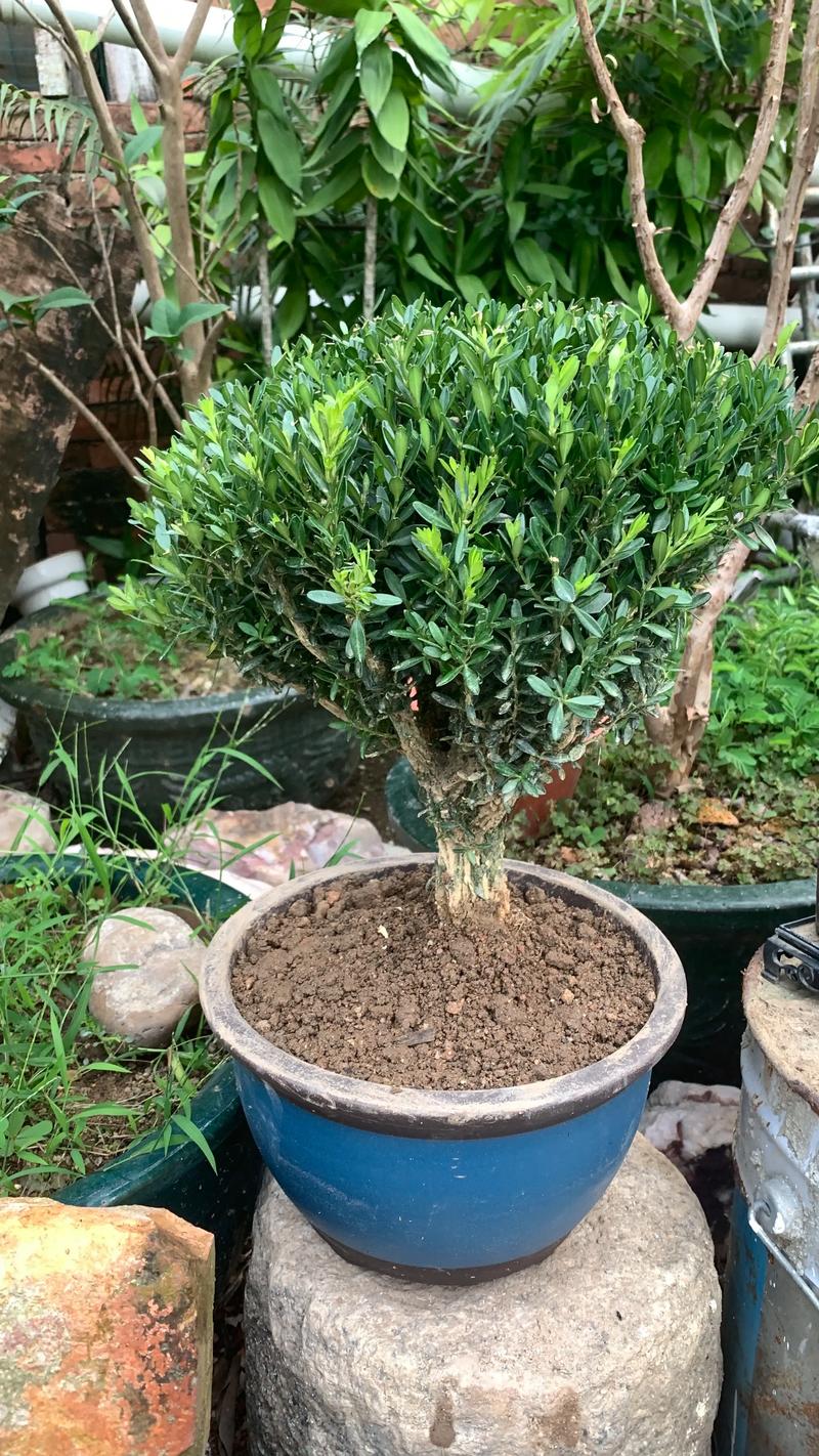 黄杨树种植数量与风水布局的科学方案 黄杨树种植数量与风水布局的科学方案
