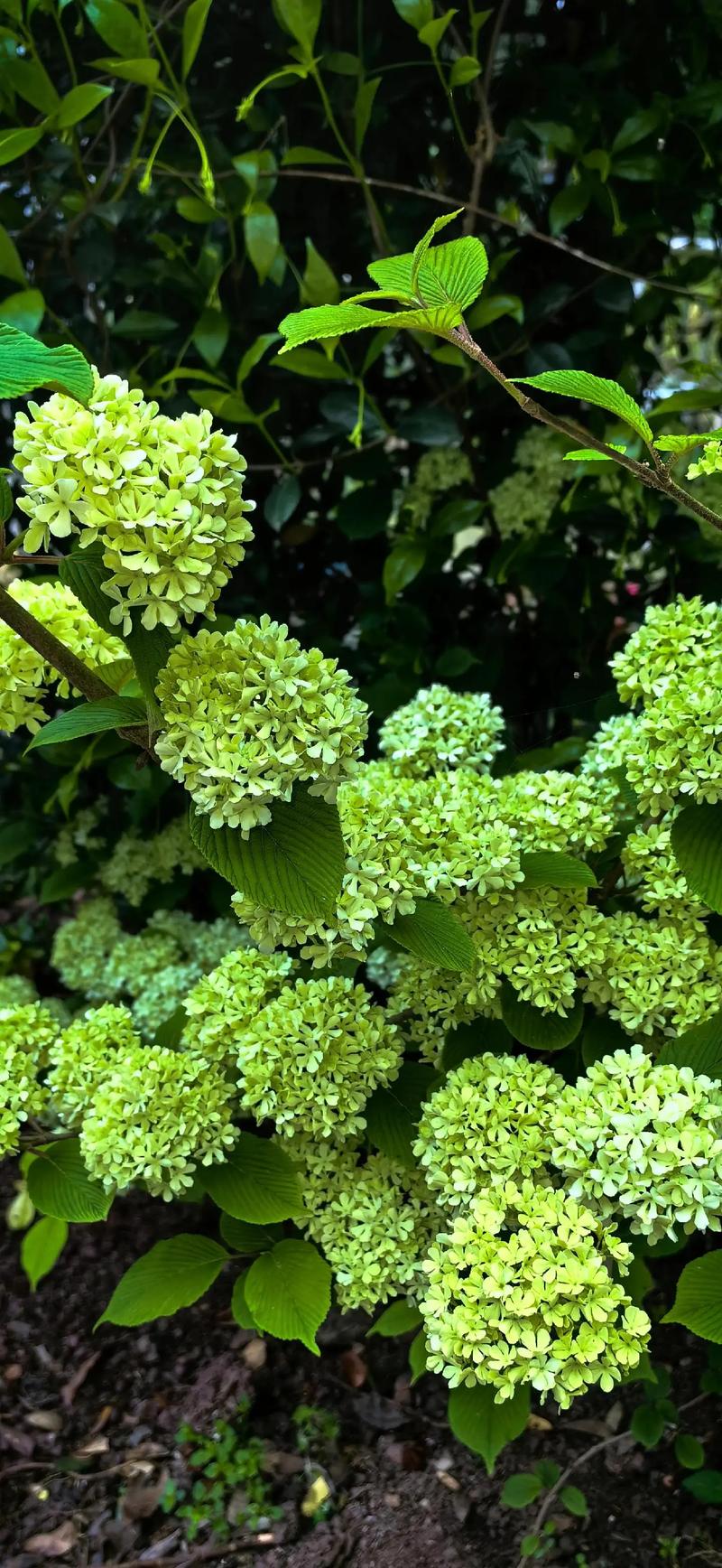 中华木绣球花后修剪全攻略:掌握时机与方法,来年花量翻倍 中华木绣球花后修剪全攻略:掌握时机与方法,来年花量翻倍