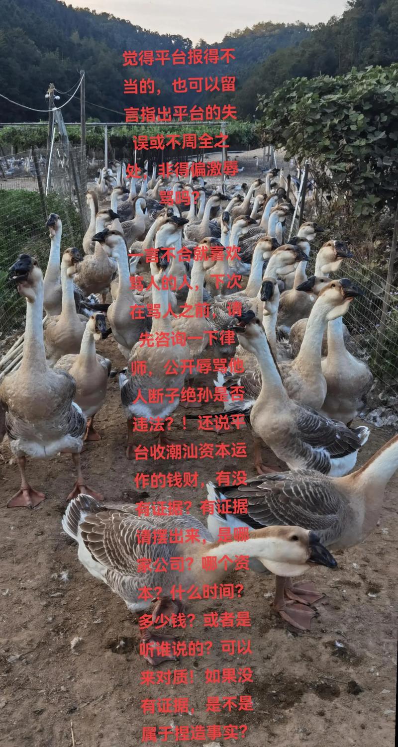 纯种i狮子头鹅苗多少钱?2025年价格快速参考 产地与区域:物流成本与种源优势