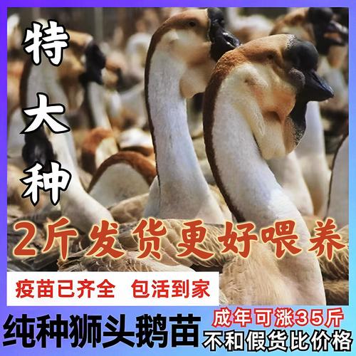纯种i狮子头鹅苗多少钱?2025年价格快速参考 纯种i狮子头鹅苗价格影响因素总表