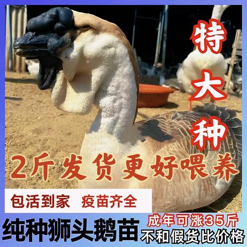 纯种i狮子头鹅苗多少钱?2025年价格快速参考 咨询指南
