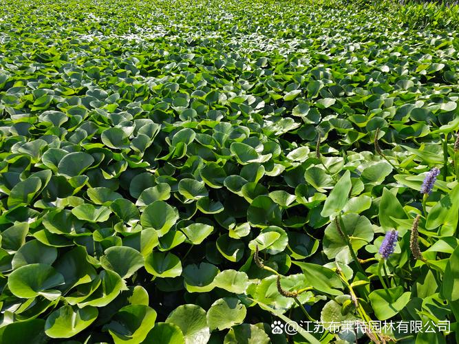 水面漂浮的绿色植物是什么？带你认识常见浮水植物及其功能