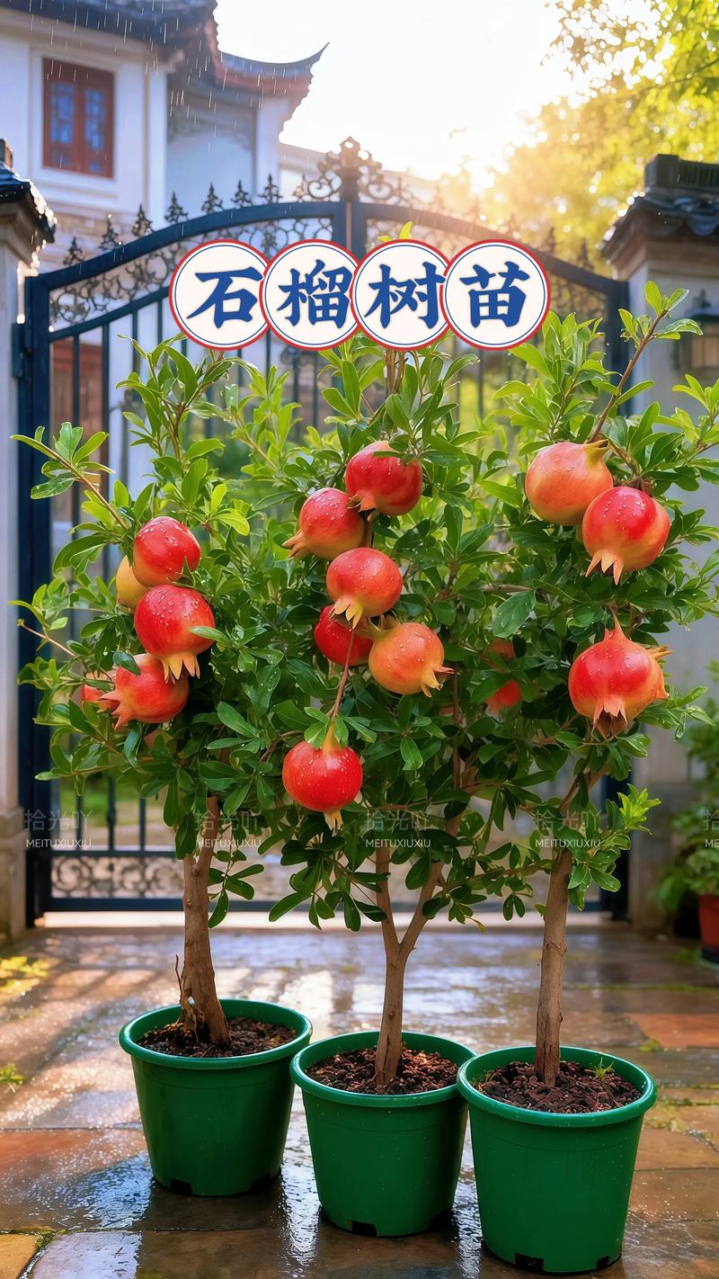 什么树可以嫁接石榴?首选酸石榴实生砧,这些替代砧木需严格评估 砧木培育与嫁接环境参数设定