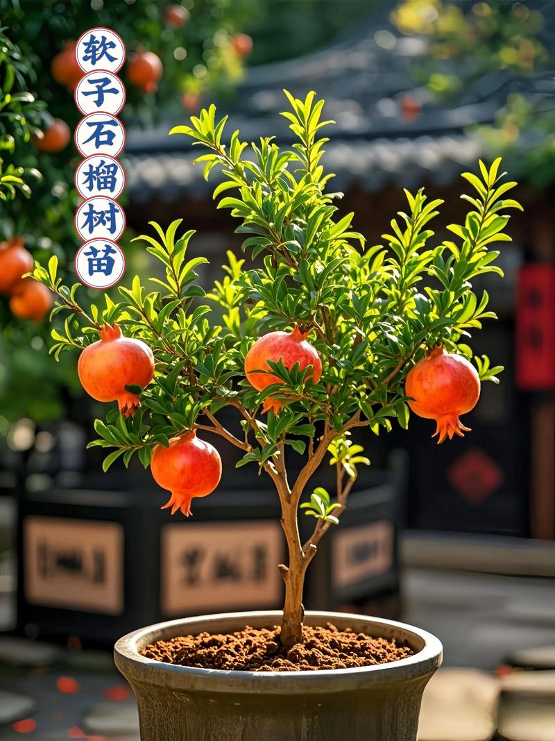 什么树可以嫁接石榴?首选酸石榴实生砧,这些替代砧木需严格评估 嫁接操作标准流程与关键节点