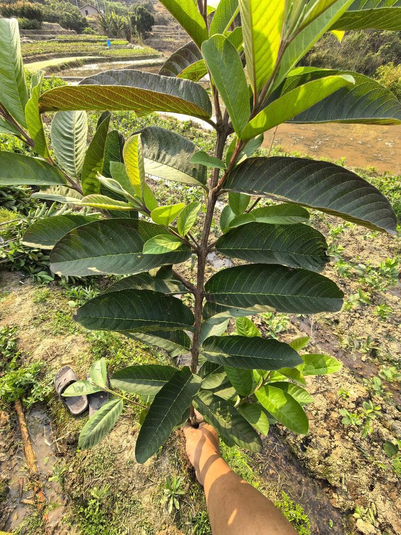 什么树可以嫁接石榴?首选酸石榴实生砧,这些替代砧木需严格评估 成活率四大核心影响因素及差异分析