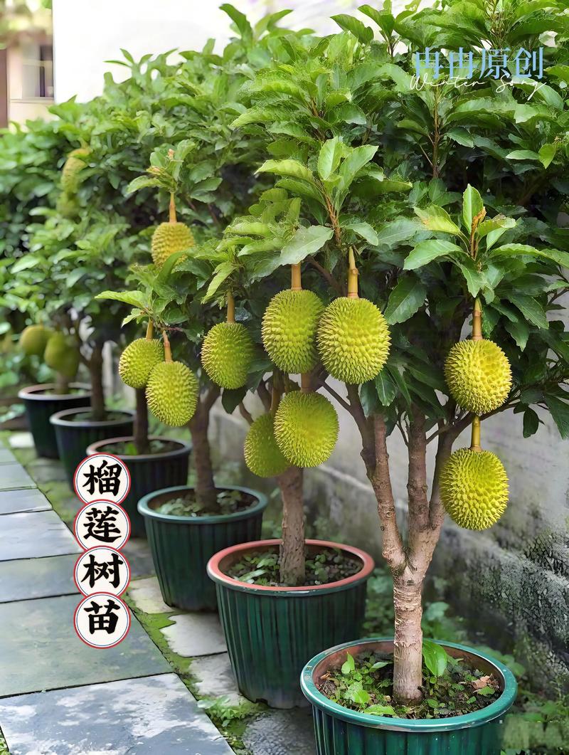 什么树可以嫁接石榴?首选酸石榴实生砧,这些替代砧木需严格评估 嫁接后幼苗管理及移栽决策