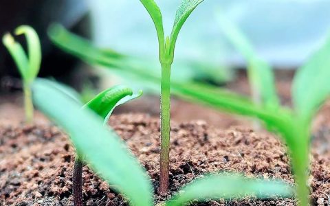 花椒籽泡几天出芽？花椒种子播种催芽全攻略