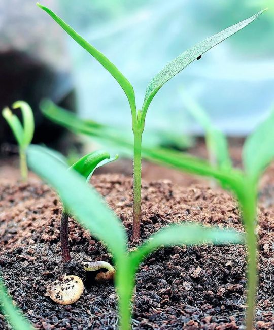 花椒籽泡几天出芽？花椒种子播种催芽全攻略